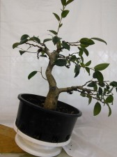 Too much movement in a Fig can look too unnatural, so a front was chosen to soften the movement and branches masses were thinned. Time to encourage new branches along the trunk