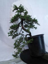 Better to reduce the trunk and leave a number of sacrificial branches along the trunk length to develop some taper. Cutting back to a new leader will also improve the taper towards the top of the new trunk.