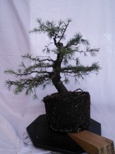 Stage 1 of the rest of its life brings in some design selection and branch thinning. Next is to let it grow and develop strength to weaker branches while ensuring stronger branches are maintained by pruning only strong buds.