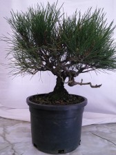 This Japanese Black Pine is quite old for its size and is from a seed batch grown in the late 70's I believe. Kept in a small pot and branches coiled in all directions made for some interesting choices. This tree has beautiful, old bark.