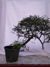This tree generated the most discussion with its strong movement at the base and interesting and challenging lines through the trunk and branches.