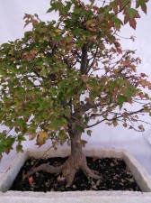 Trident Maple that seems to have had a good start, but then things got a bit out of control. The structure in the tree is not great with competition for which line will be the main trunk. Some would like the big strong root, others wouldn't