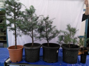 5 Cedars standing in a row