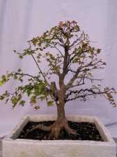 A few decisions made, but it could be cut back even harder if it wasn't late autumn. The big root will be cut back to taper out from the trunk and new roots grown.