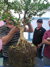 Thinned out and starting to wire main branches.