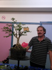 Still some way to go with many new branches required to fill out what will be a full, rounded tropical style tree with an open structure