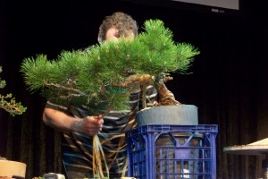 A good layer of raffia was is applied to protect the trunk during the bending process. I prefer natural raffia for this work as it works with the tree better and the moisture aids the flexibility