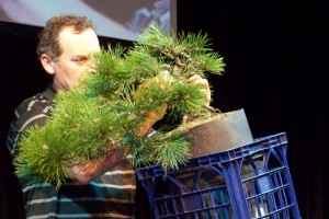 The top growth is reduced to a smaller, more compact crown and also gives more power to the cascading trunk