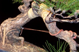 A screw is put in the back of the trunk as a fixing point for the guy wire. Copper wire should be used here for strength.