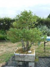 Large California Redwood. Old nursery stock from 1992