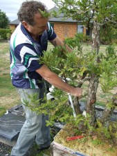 The smaller third  trunk on the right had bowed its head considerably toward the front and needed straightening. First it needed some physio to flex the tissue so the trunk could be bent upwards again.