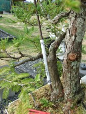 Steel re-bar was hammered into the soil and the trunk was used for leverage so it could be pulled up with a strong guy wire.