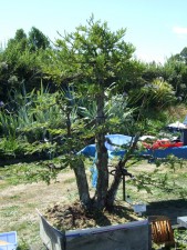 With the trunk positions sorted and a new front a little to the left, the big job of wiring all the branches began.