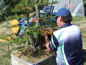 The Arbortech wood carver was used to remove some dead wood on the inside to improve the line and taper of the second trunk