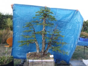 The owner and I worked for around 5 hours wiring all the branches from 1mm to 5mm wire and it was well worth it. Looking forward to the future growth and development of the tree