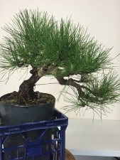7 monthe later and the tree has moved house and been growing well. A little too well at the top and it is taking energy from the tail. The energy from all that strong growth that was removed from the crown area has not made it down to the tail yet