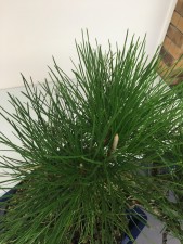A little weaker at the first layer of branching below the crown