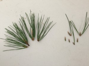 On the left is the top growth and right is the middle growth pruned