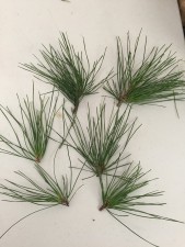 Some extra branching left at the first styling is also removed from the middle and upper foliage to balance the strength of the tree
