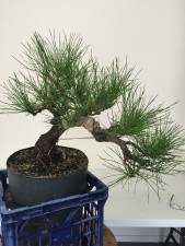 Time to keep the feeding up through autumn to give good strength to the spring growth. Small needles are not a consideration at this point. It is more important to balance the growth and develop more buds to improve branch structures