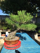 Nice little Pine with a good old trunk but a young looking top. Good supply of branches to get some shape into.