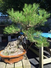 First three branches were lowered with guy wires attached to a strong wire secured through the drainage hole. Then the task of wiring the rest of the branches to improve the design.