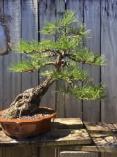 Everything wired and the shape is coming on nicely. More branches needed to fill the apex but there are plenty of buds there to achieve it. More work next year.