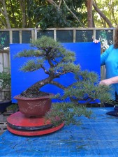 This nice little Cedar won Tree of Show at the last Hamilton exhibition for its great character, beautiful bark and nice refinement. Getting a little bunchy in some areas and a bit bulky on the right side branches of the tail.