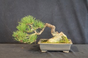 I like the character of this little Black Pine. The development is coming along nicely
