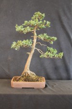 A Juniper just needing some refinement and some more foliage to fill out the pads