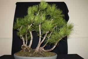 This Radiata group was put together last year from 2 clumps of seedlings