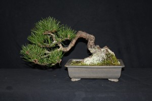Just a couple of strong buds to prune today. The owner is now searching for a new pot.