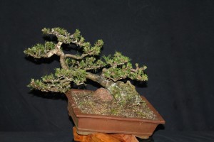 A little Mugo Pine that was turned around last year and has some good character