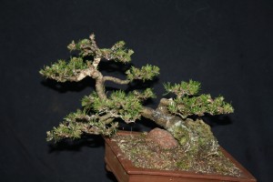 Delicate wiring to the small branches to work towards improving the structure