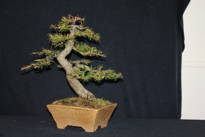 I love working on species that I can't grow back home. This tree is refining nicely
