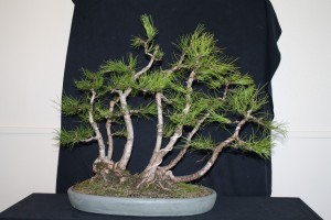 Enough branching grown now to start the shaping. A couple of trunks corrected to improve line