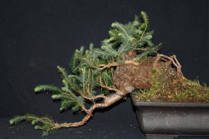 They even get to collect Spruce here. They grow wild in some places and the council continually cut them back along the roadways to try and control them. It can produce a rather lumpy trunk like this one that was put on its side to create a semi cascade.
