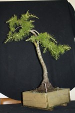 A tall Cedar that was even taller last year. The remaining branches have grown well and it is time to get the shape