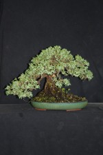 Joy worked this old little Juniper with a good trunk that has become too bushy