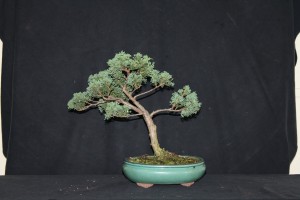 A little Blaauws Juniper that is developing some character. Had some work last year but the branches had not set when the wire was removed.