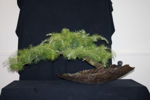 A nice Cedar that we worked last year has been let grow too strong and has lost its character.