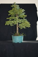 Formal upright Spruce. Grown well and time to get the design happening