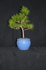 This little Pine has some good branching but lacks some trunk thickness