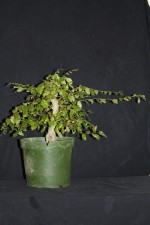 A little Elm that has become too strong up top and the branching is a little thick there