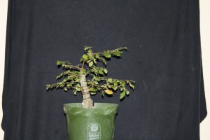 Thinned out and leaving some longer growth at the apex to strengthen the trunk and make the braanches appear thinner in proportion