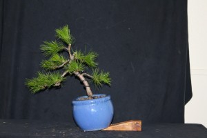 Starting the design now while flexible but leaving some extra branching for sacrificial growth to make the trunk more dominant