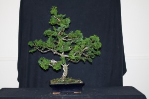 I quite liked what was inside this little Hinoki Cypress, but a thick branch needs removing from the right side