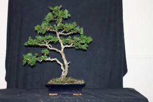 Although thin in the trunk this tree presents a pleasing shape