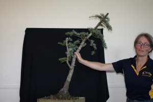 Lyn quite liked the top of this tree