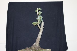 So we gave it to her. Time to grow the branches and see what the tree presents in the future